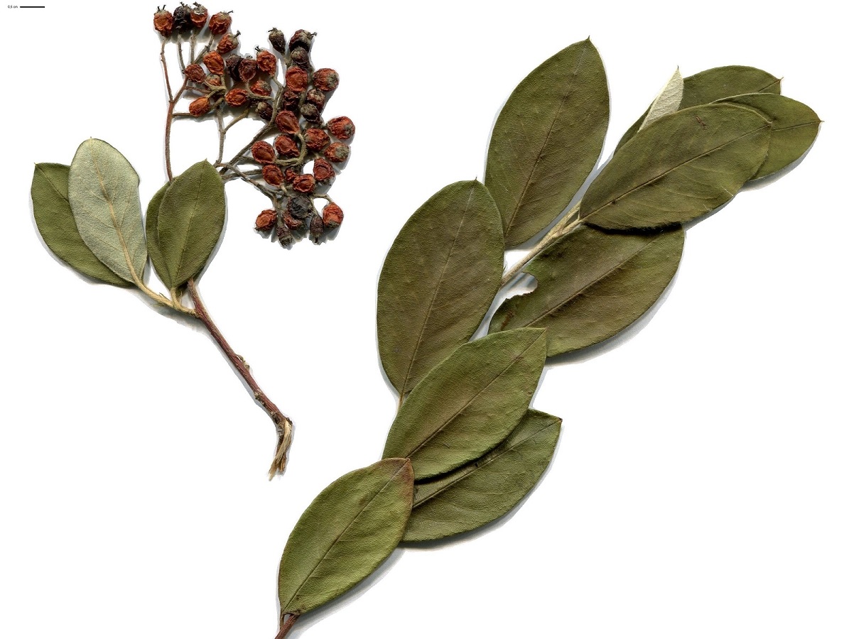 Cotoneaster coriaceus (Rosaceae)